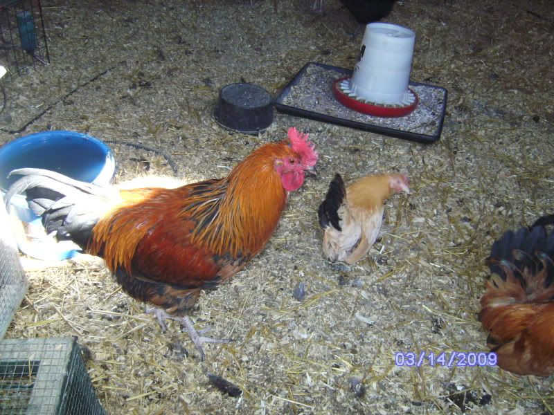 bantams vs. standard size BackYard Chickens Learn How to Raise Chickens